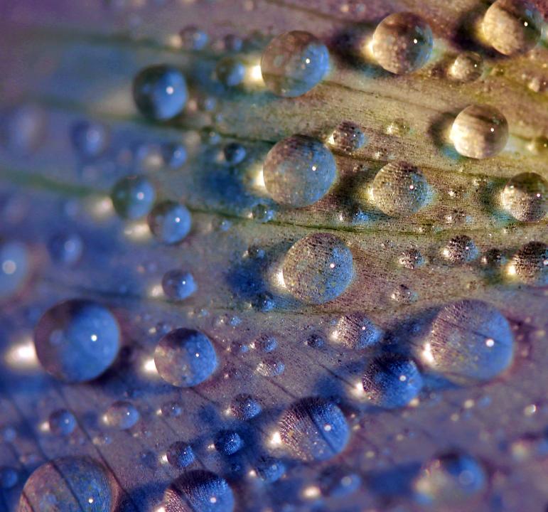 Rainbow Dew | Shutterbug